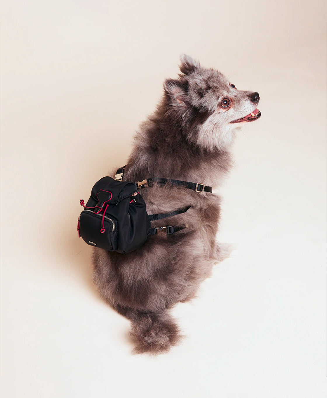 Dog Backpack