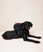 Dog Backpack